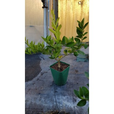 Citrus x latifolia 'Tahiti' greffÃ© sur Poncirus trifoliata / Lime de Tahiti Limettier de Tahiti