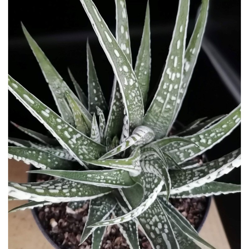 Haworthia fasciata 'Alba' Haworthia fasciata 'Alba'