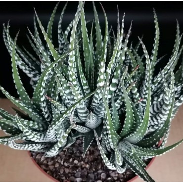 Haworthia fasciata 'Big Band'