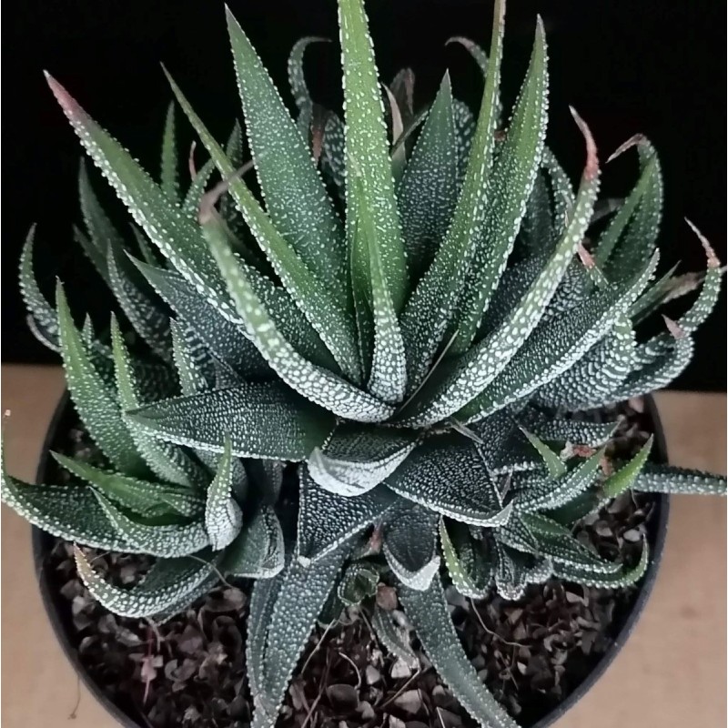 Haworthia fasciata var Concolor Haworthia fasciata var Concolor
