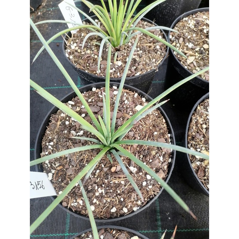 Agave stricta v. Echinus Agave stricta v. Echinus
