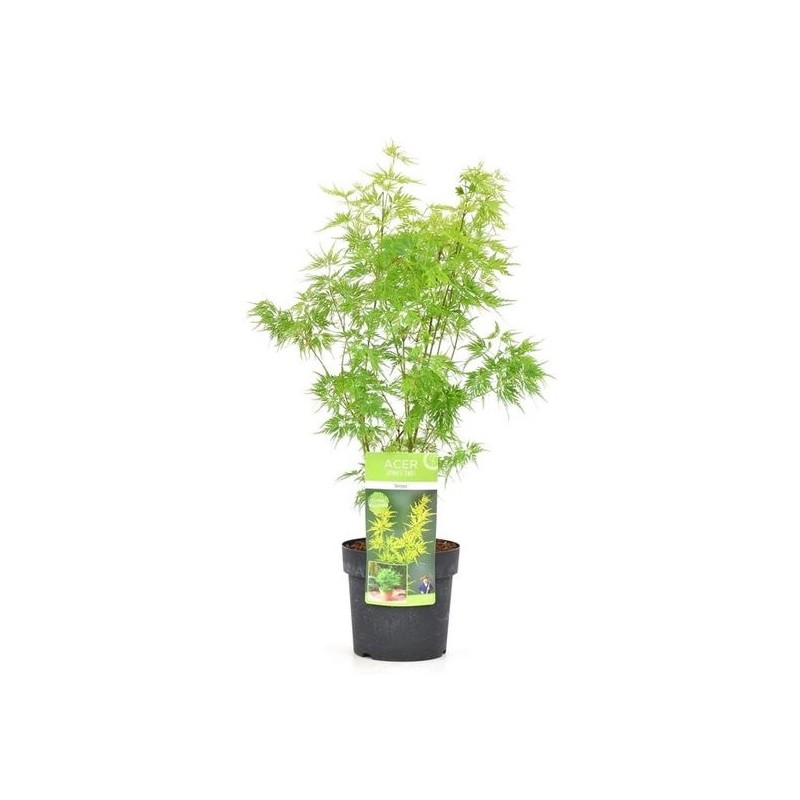 Plantes et arbustes à feuillages décoratifs - acer palmatum seiryu - hauteur totale 50-60 cm - pot 3 ltr