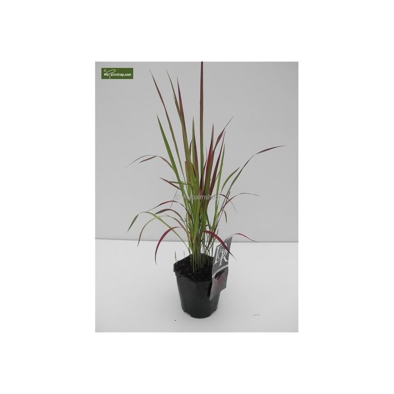 Bambous et graminées - imperata cylindrica red baron - hauteur totale 40-50 cm - pot 2 ltr