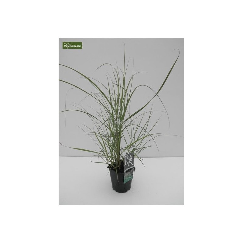 Bambous et graminées - miscanthus sinensis ferner osten - hauteur totale 50-60 cm - pot 2 ltr