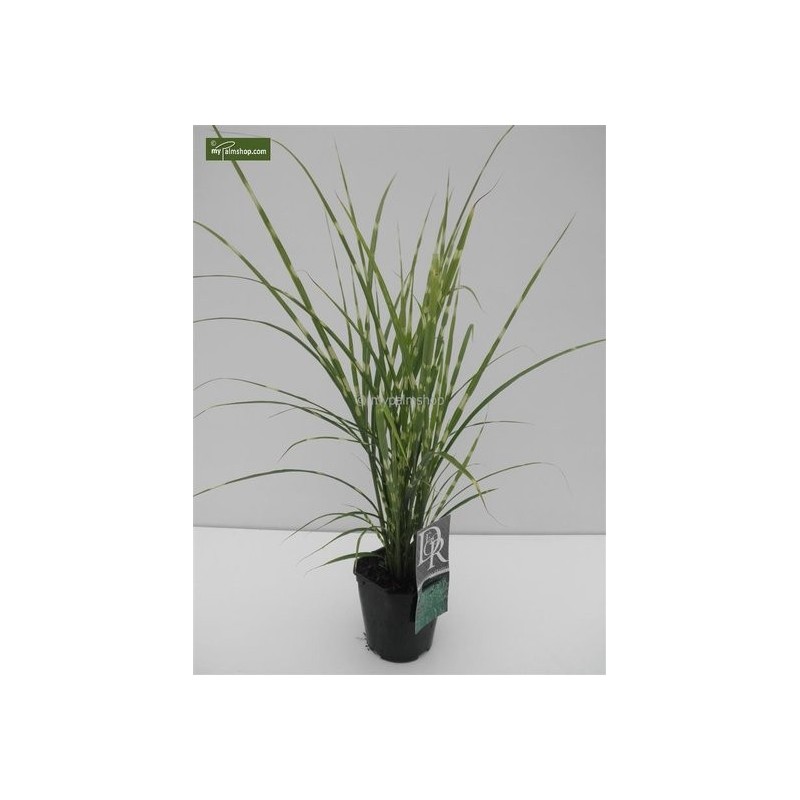 Bambous et graminées - miscanthus sinensis strictus - hauteur totale 50-60 cm - pot 2 ltr