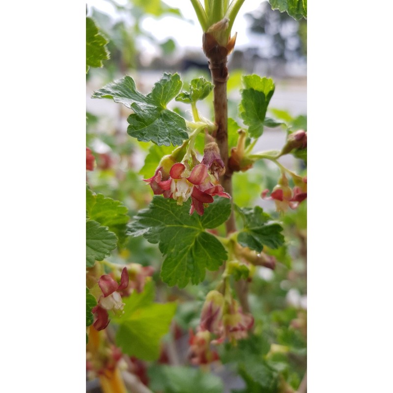 Ribes nigrum x divaricatum 'Anita' / Casseillier Anita Ribes nigrum x divaricatum 'Anita' / Casseillier Anita