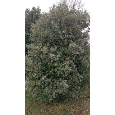 Quercus ilex subsp. rotundifolia (semis) / ChÃªne Ã  glands doux