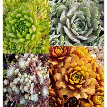 Kit collection Sempervivum Chick CharmsÂ® (Par 4)