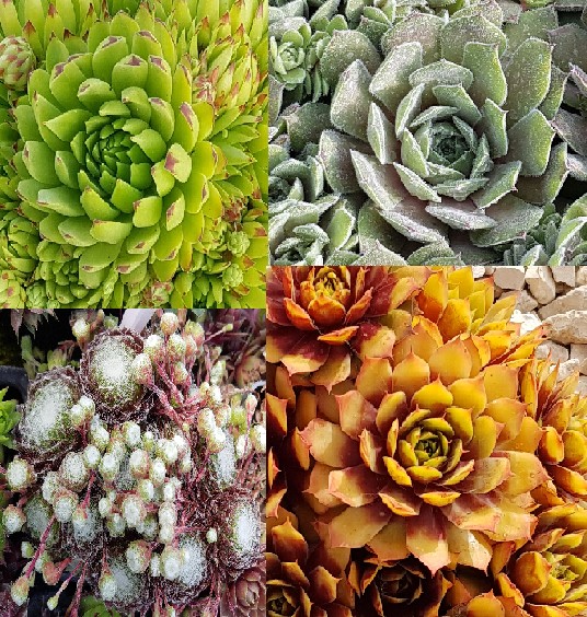 Kit De 12 Sempervivum Chick Charms - Succulentes En Godet, Variétés Françaises - Pour Jardin, Terrasse Ou Décoration Intérieure