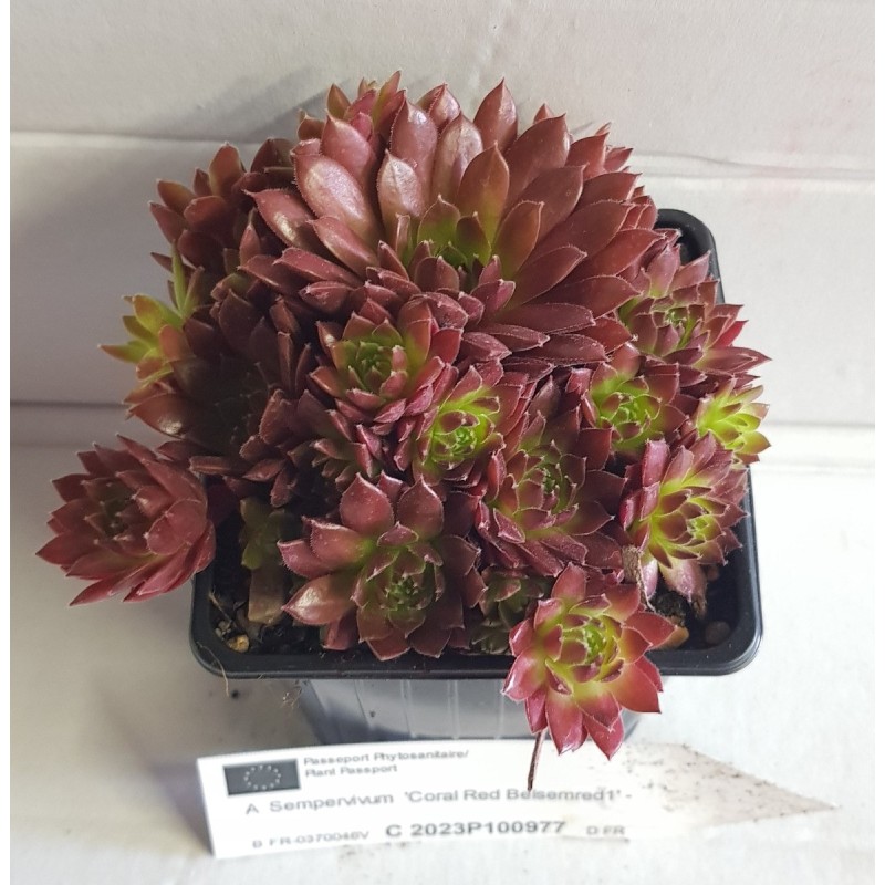 Sempervivum COLOROCKZ® Coral Red® 'Belsemred1' / Joubarbe rouge Sempervivum COLOROCKZ® Coral Red® 'Belsemred1' / Joubarbe rouge