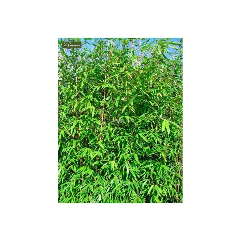 Plantes d'extérieur - fargesia winter joy - hauteur totale 80-100 cm - pot 5 ltr