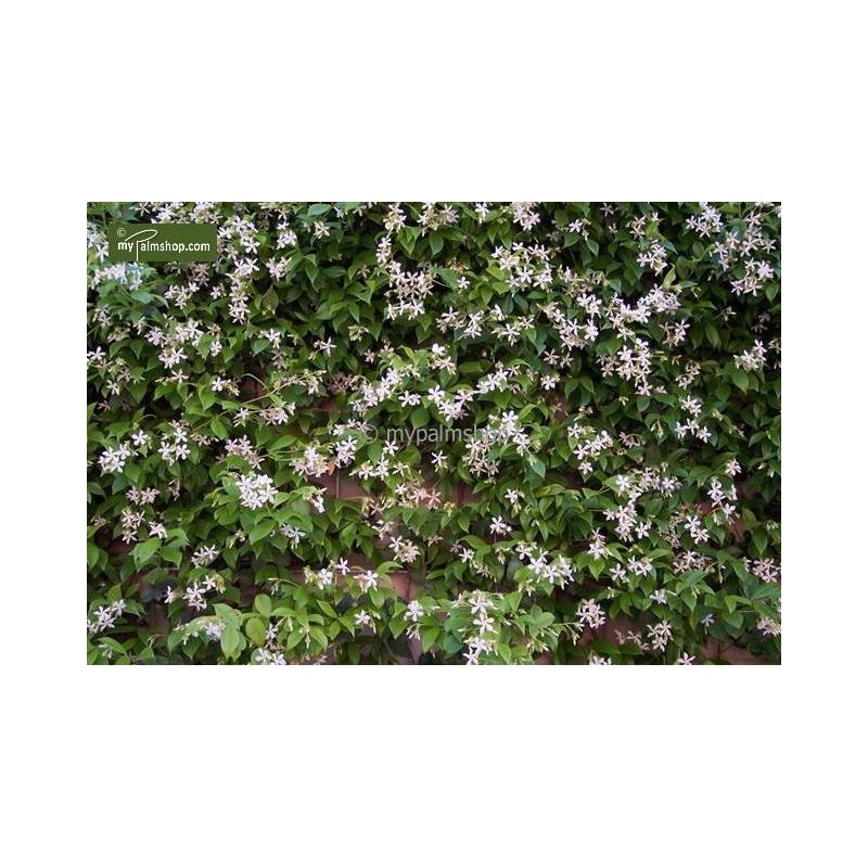 Plantes d'extérieur - trachelospermum jasminoides - pot 3 ltr