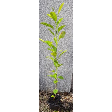 Citrus macrophylla / Citronnier Alemow / Godet / Agrume