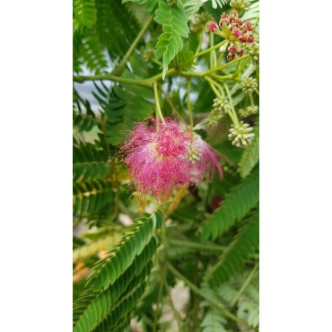 Albizia julibrissin OMBRELLA® 'Boubri' / Arbre à soie à fleurs rose / Conteneur de 3 à 4 litres / Baliveau