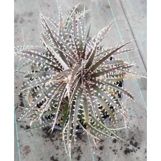 Dyckia 'Brittle Star'