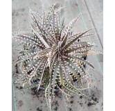 Dyckia 'Brittle Star'