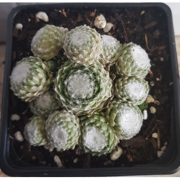 Sempervivum COLOROCKZÂ®  ARCTIC WHITEÂ® 'belsemcob02'