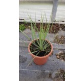 Yucca rostrata 'Sapphire Skies' Â®