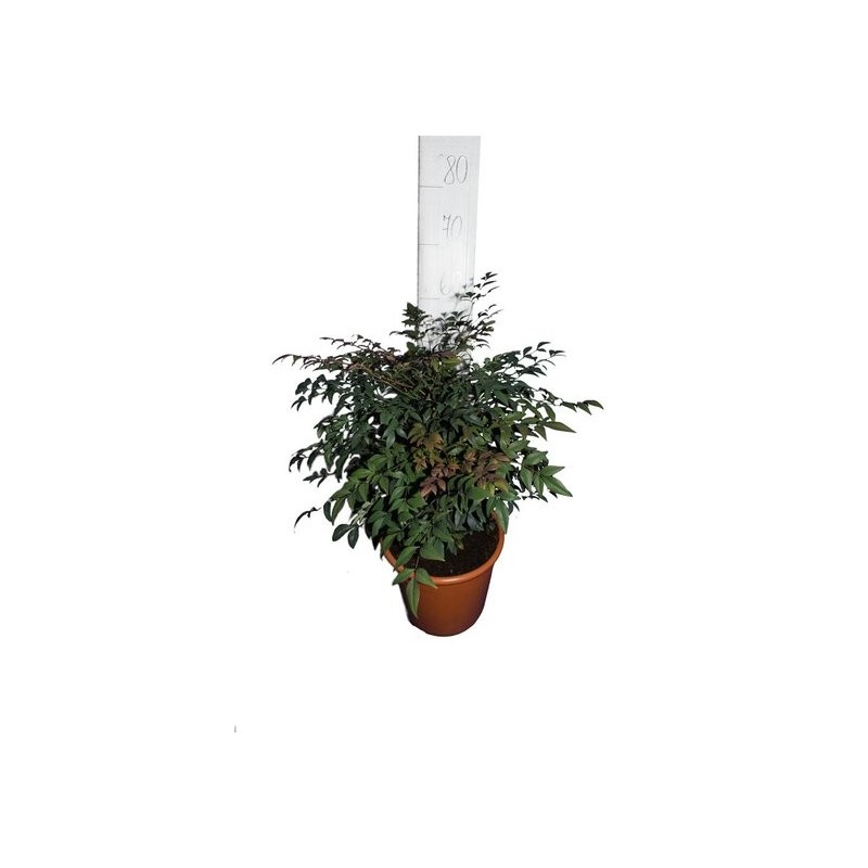 Plantes d'extérieur - nandina domestica obsessed - hauteur totale 50-80 cm - pot ø 25 cm