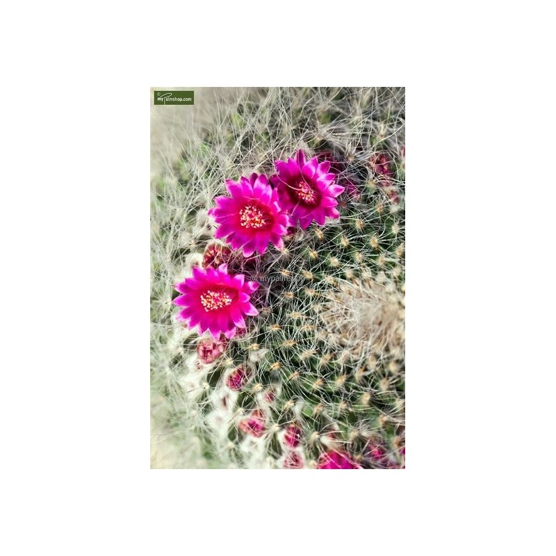 Plantes d'intérieur - echinocactus grusonii - pot ø 25 cm