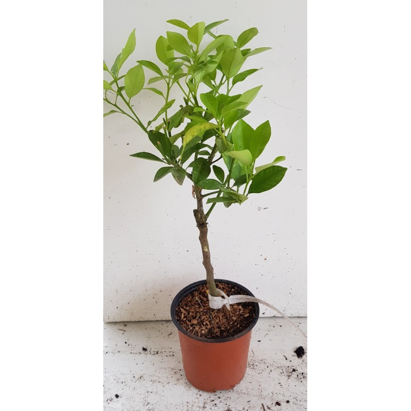 Citrus madurensis greffé sur Volkameriana / Calamondin Oranger d'appartement Citrus madurensis greffé sur Volkameriana / Calamondin Oranger d'appartement