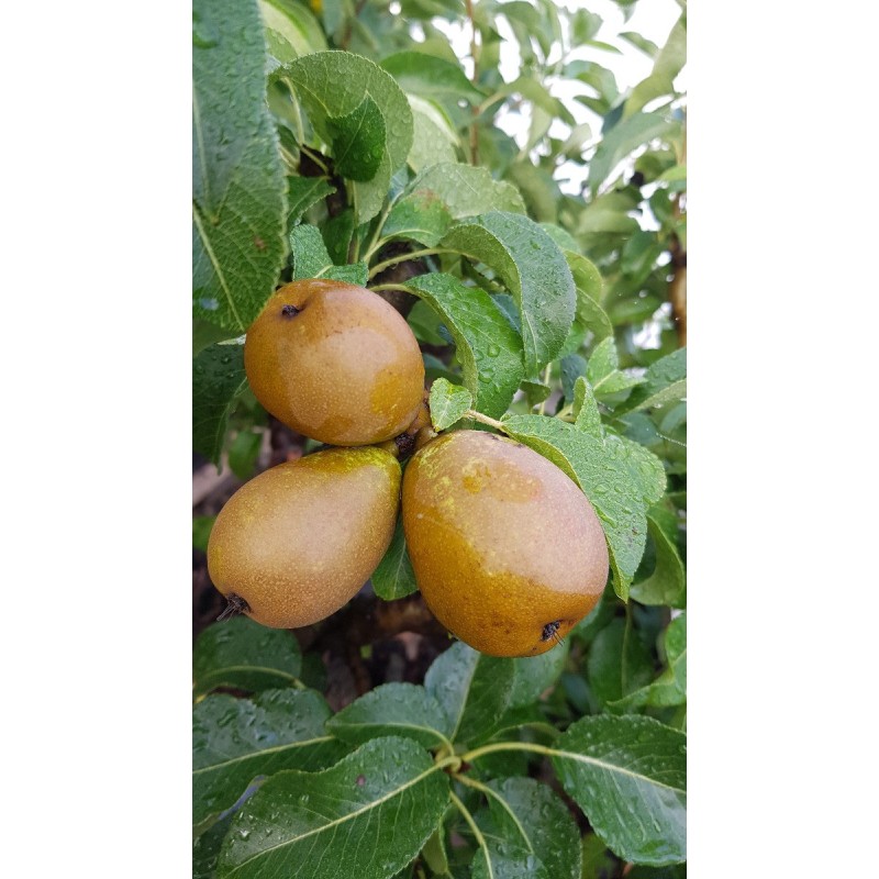 Pyrus communis 'Général Leclerc' / Poirier Général Leclerc Pyrus communis 'Général Leclerc' / Poirier Général Leclerc
