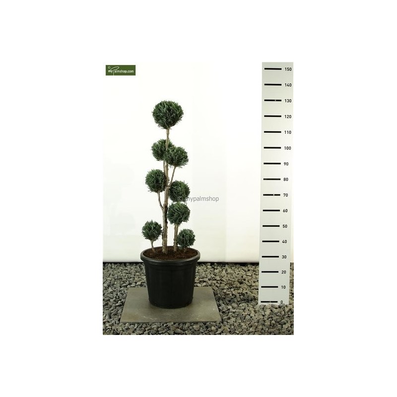 Plantes d'extérieur - chamaecyparis lawsoniana columnaris multibol hauteur totale 100-120cm