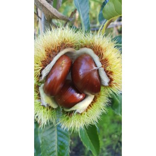 Castanea sativa 'Marsol' / ChÃ¢taignier Marsol (marron)