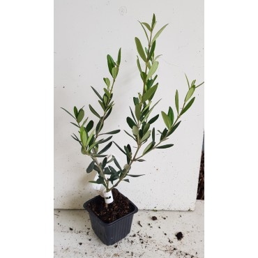 Olea europaea 'Lucques' / Olivier Lucquoise