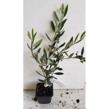 Olea europaea 'Picholine' / Olivier Picholine