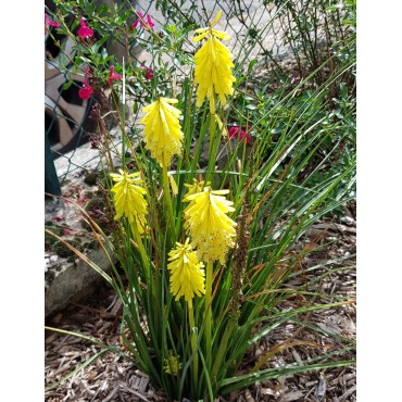 Kniphofia POCOÂ® CITRON / Tritoma compact jaune