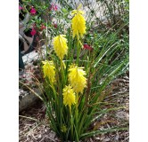Kniphofia POCOÂ® CITRON / Tritoma compact jaune