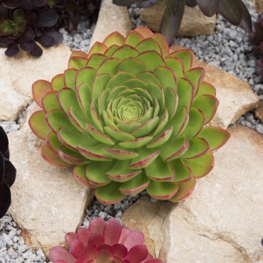 Semponium SURREALÂ® Diamond