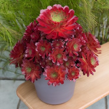 Semponium SURREALÂ® Sienna