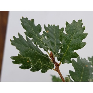Quercus toza / ChÃªne tauzin