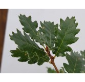 Quercus toza / ChÃªne tauzin