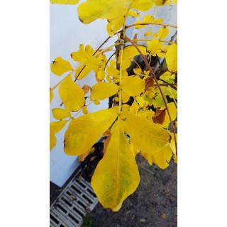 Carya tomentosa / Pacanier blanc