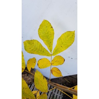 Carya illinoinensis / Pacanier Ã  Noix de PÃ©can