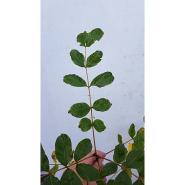 Carya aquatica / Pacanier aquatique