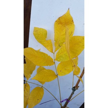 Carya carolinae-septentrionalis / Carier Ã©cailleux