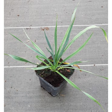 Yucca rostrata x filamentosa