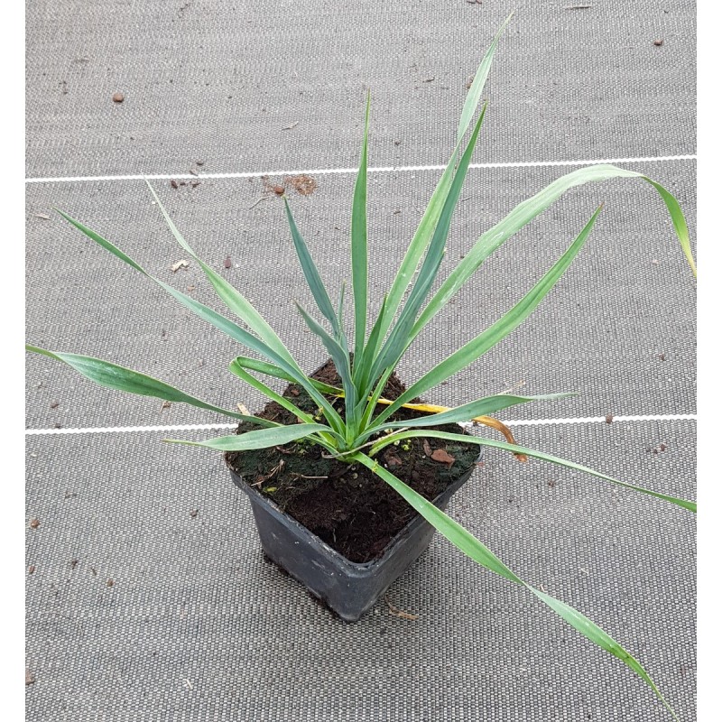 Yucca rostrata x filamentosa