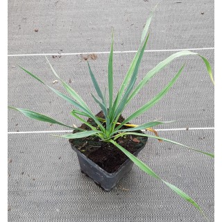 Yucca rostrata x filamentosa