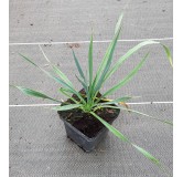 Yucca rostrata x filamentosa