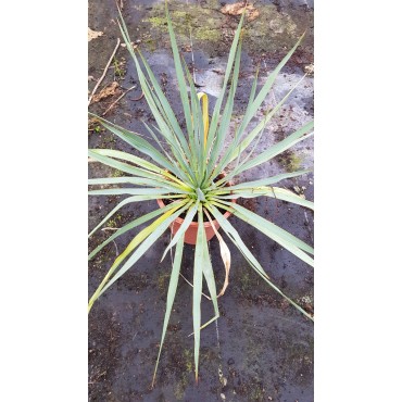 Yucca rostrata x filamentosa