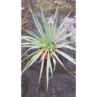 Yucca rostrata x filamentosa
