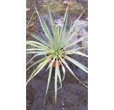 Yucca rostrata x filamentosa