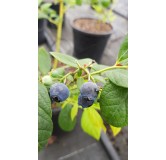 Vaccinium corymbosum 'Grover' / Myrtillier 'Grover'