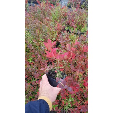 Vaccinium corymbosum 'Blue Crop' / Myrtillier Blue Crop