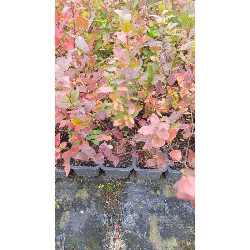 Vaccinium corymbosum 'Duke' / Myrtillier Duke